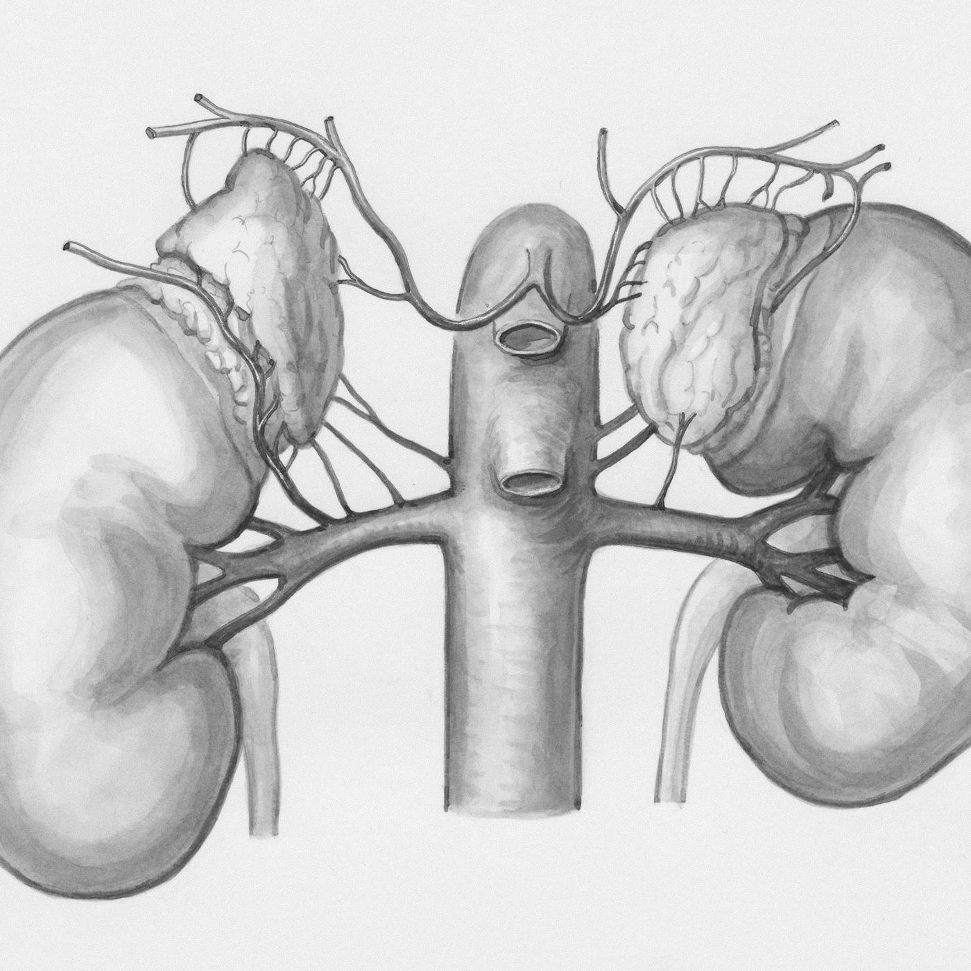 Disegno anatomico a matita dei reni e dei grandi vasi
