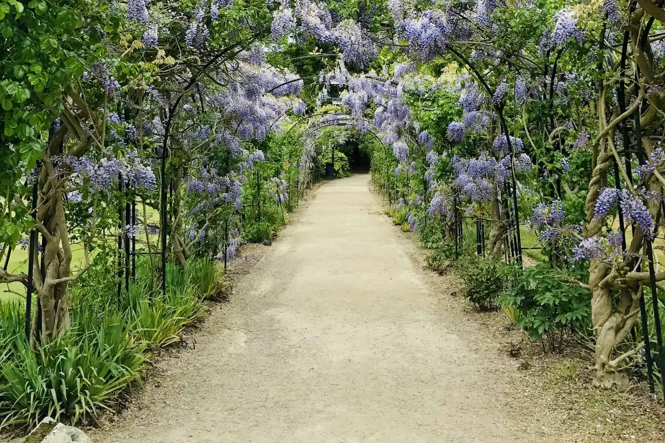 Lo stesso vialetto sotto il pergolato di glicine in fiore