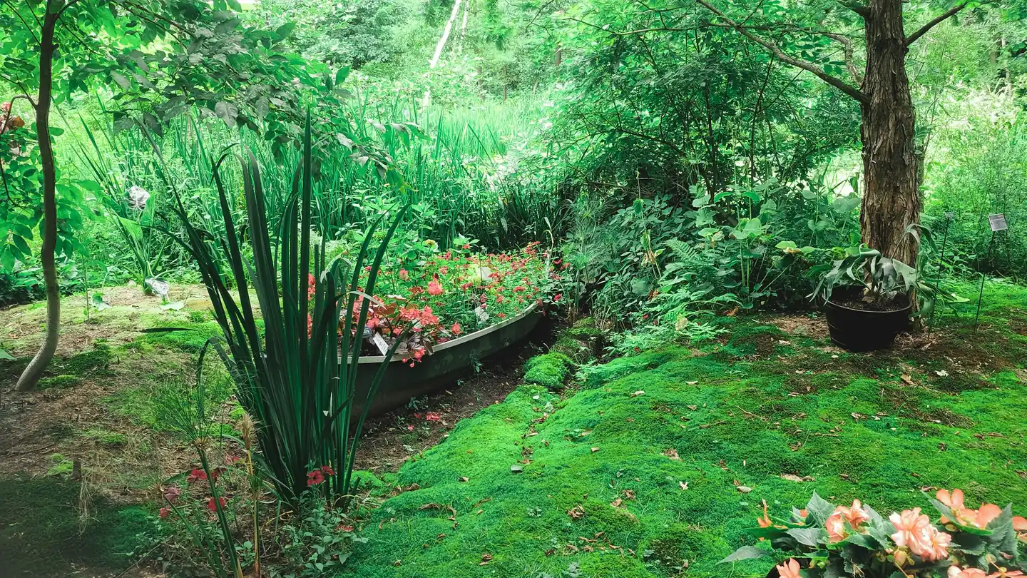 Giardino ombreggiato con prato, felci e fioriture