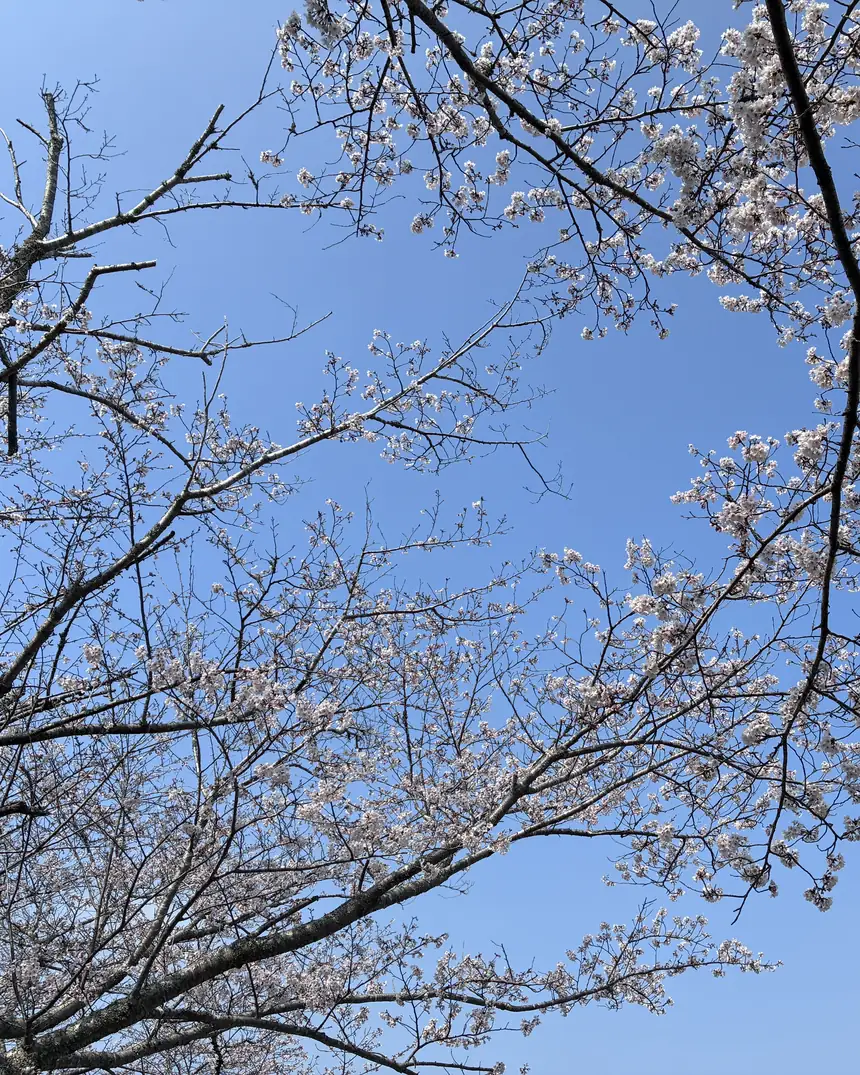 Rami di ciliegio in fiore contro il cielo