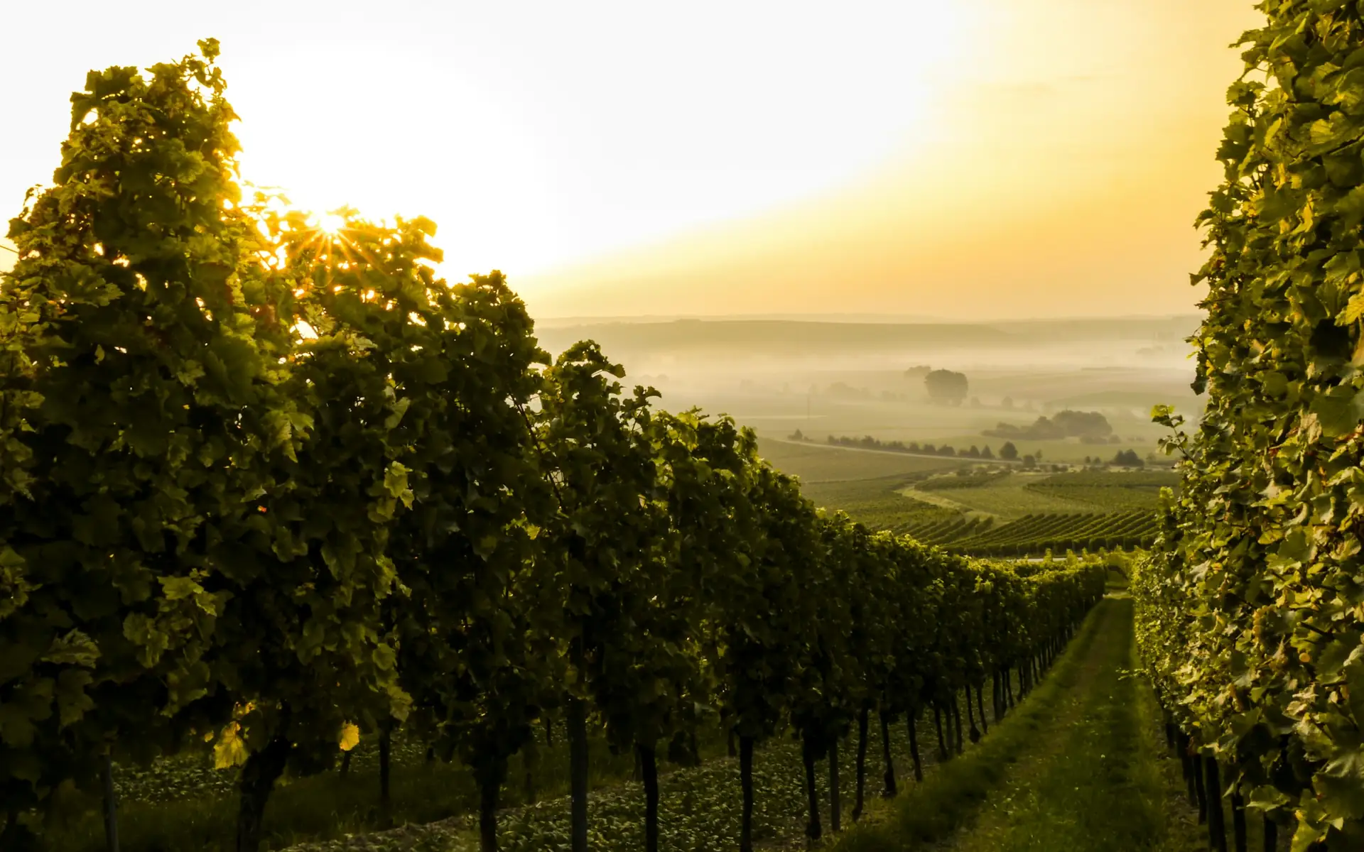 Filari di vigna in collina al tramonto