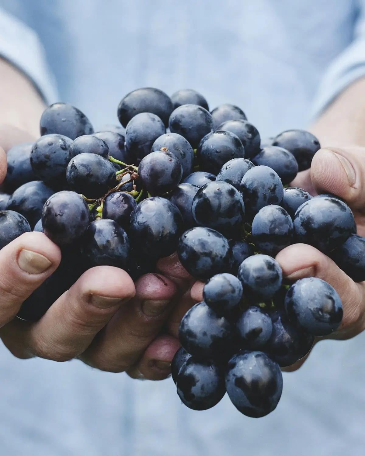 Mani che tengono un grappolo d'uva nera appena raccolto