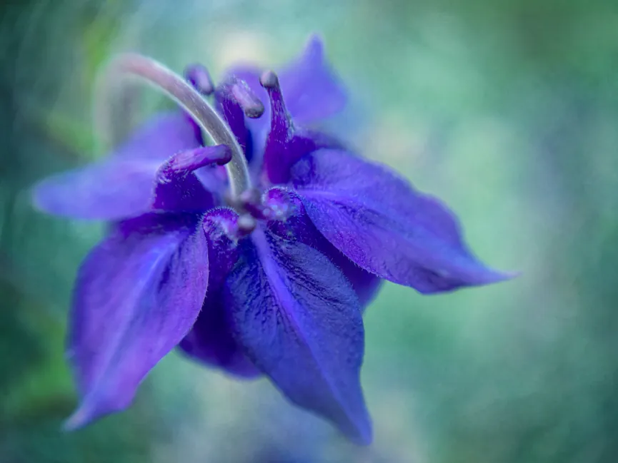 Aquilegia blu da vicino