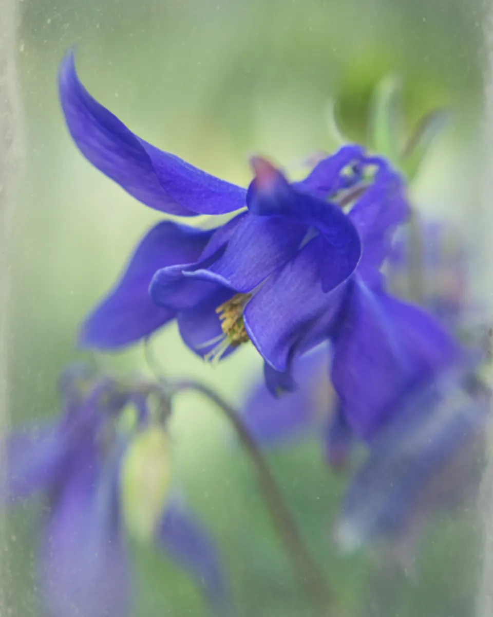 Aquilegia viola su fondo verde sfumato