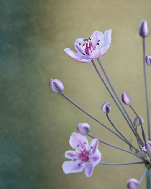 Giunco fiorito rosa