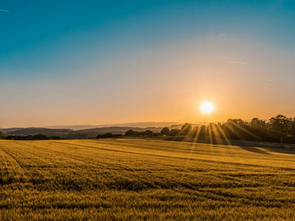 Campo di grano al tramonto