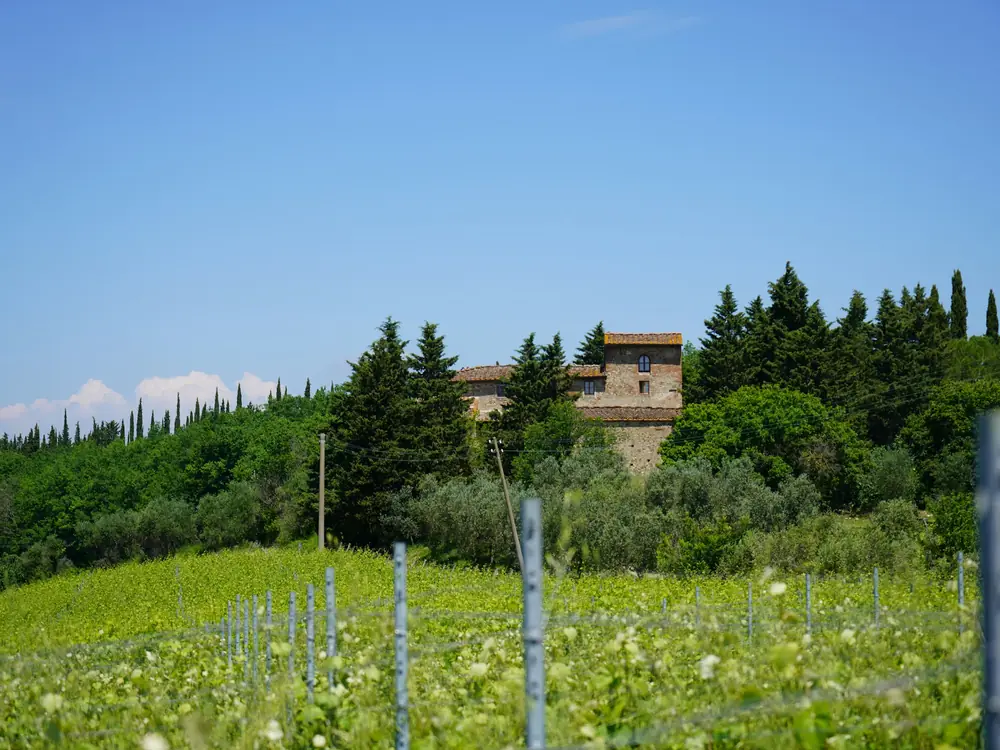 Villa di campagna tra i pini sopra una vigna