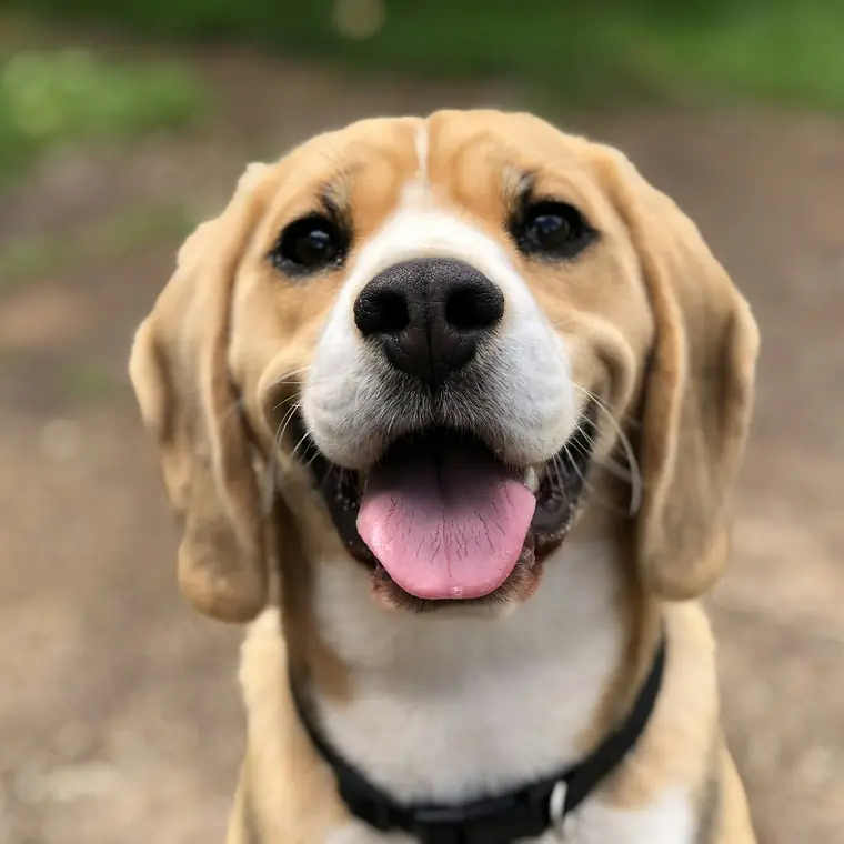 Beagle che sorride con la lingua fuori