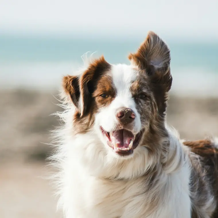 Cane bianco e marrone in spiaggia
