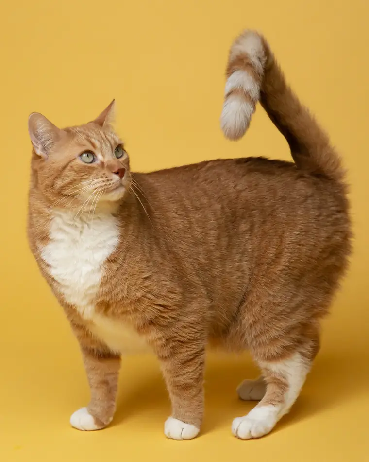 Gatto rosso su sfondo giallo