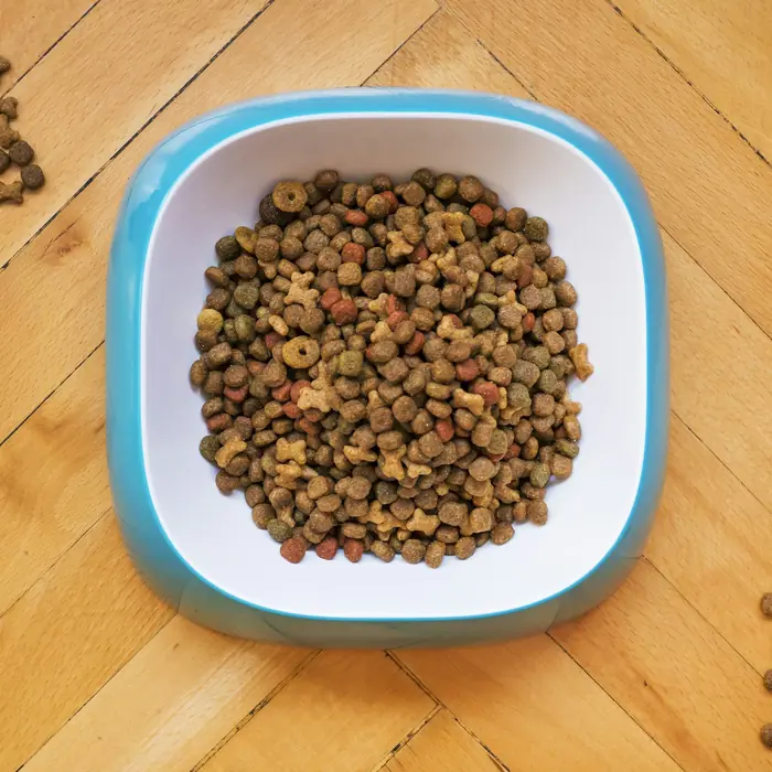 Ciotola di crocchette e zampe di cane sul parquet