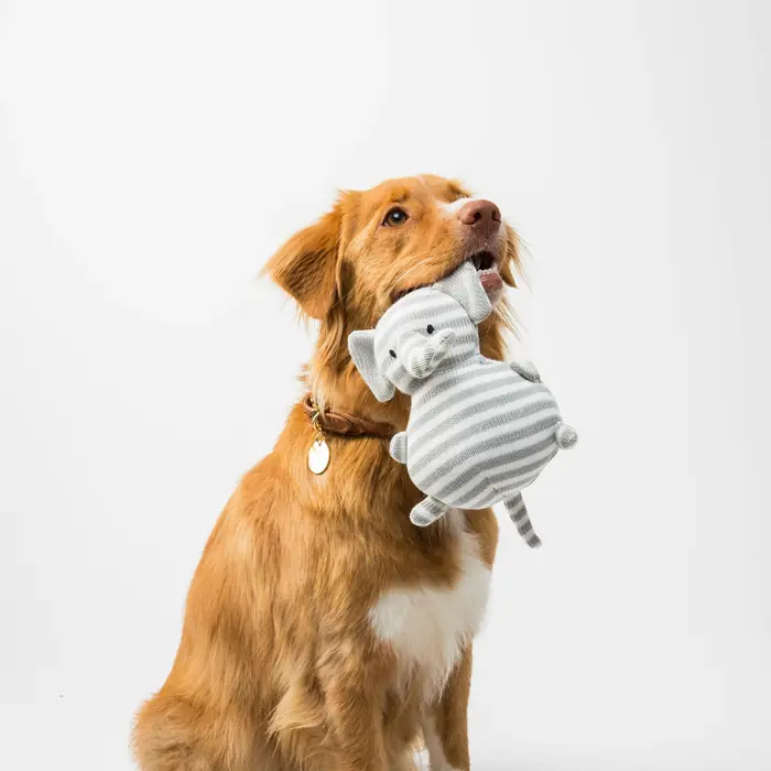 Golden retriever con un gioco di peluche in bocca