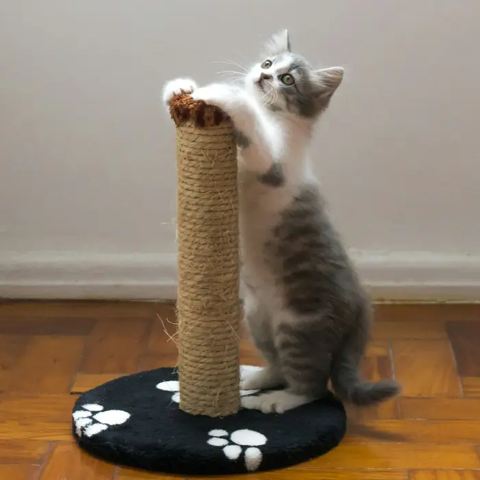 Gattino che gioca sul tiragraffi in corda