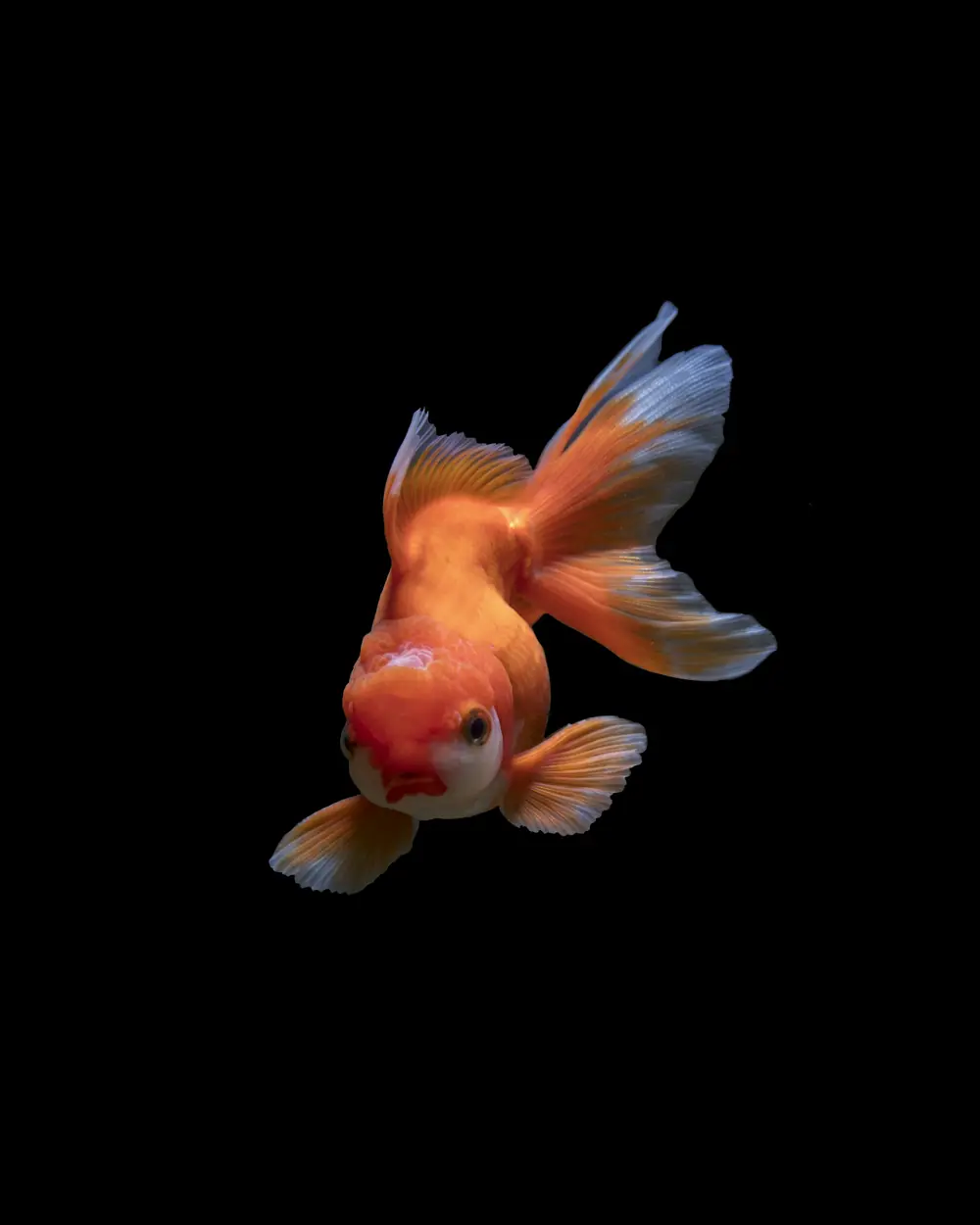 Pesce rosso con la coda lunga su fondo nero