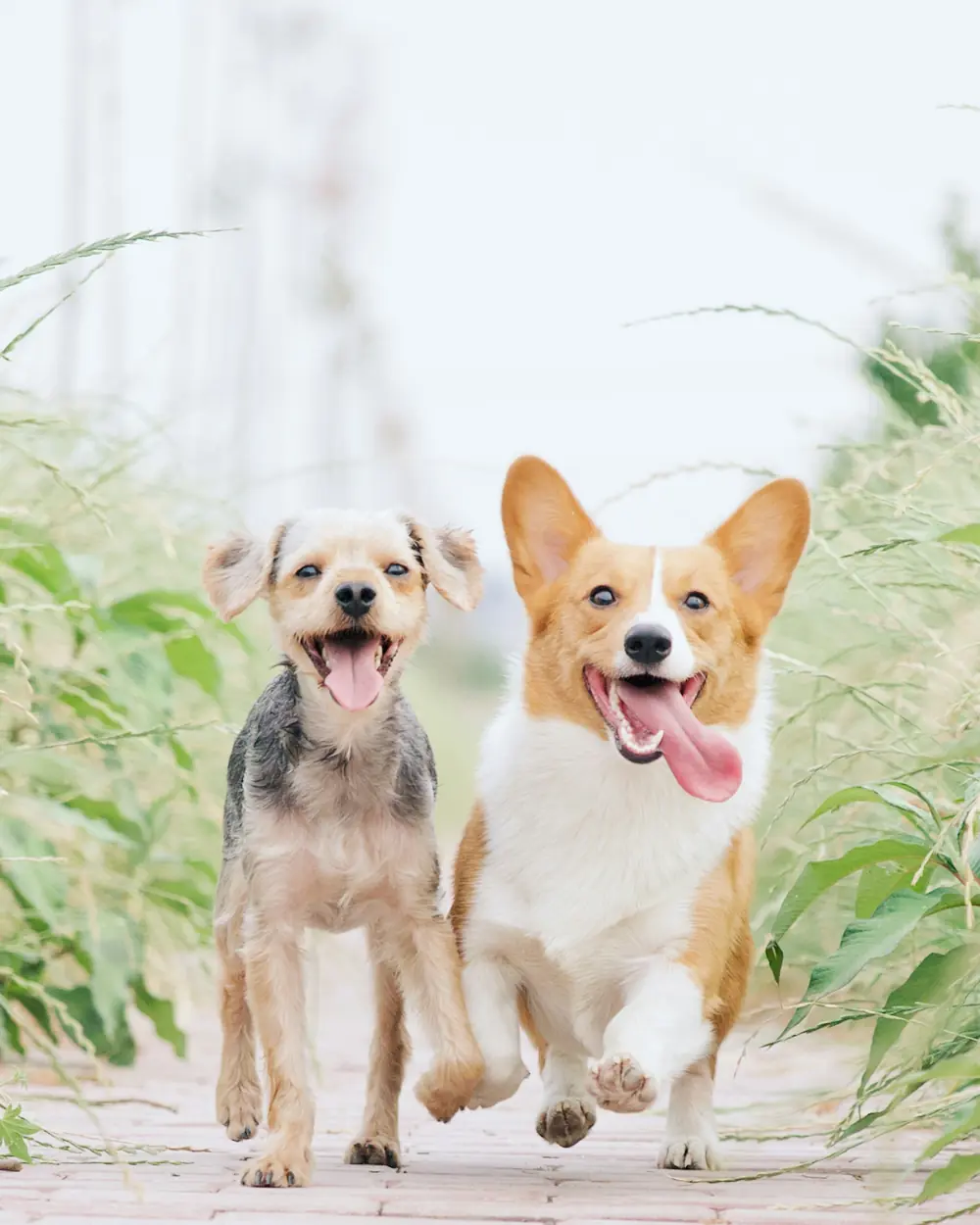 Due cani che corrono felici su un vialetto