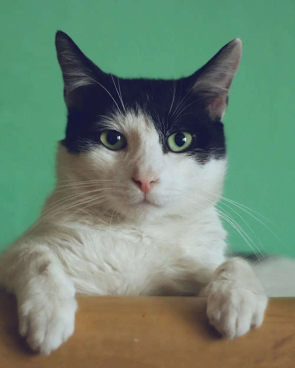 Gatto bianco e nero affacciato su sfondo verde
