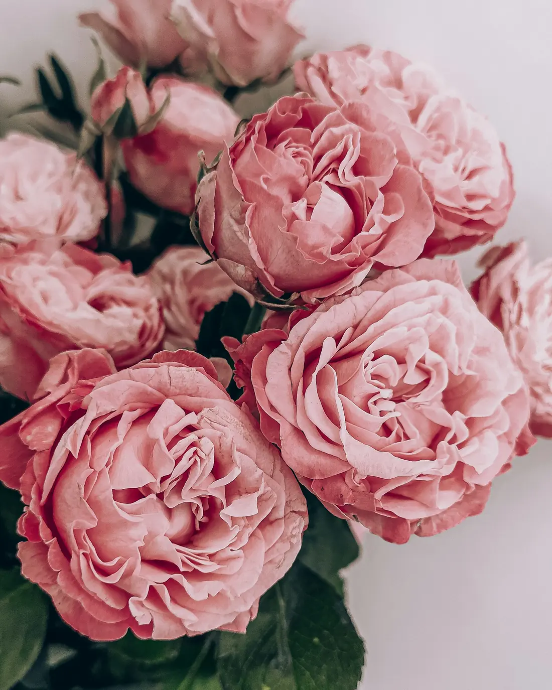 Mazzo di peonie rosa