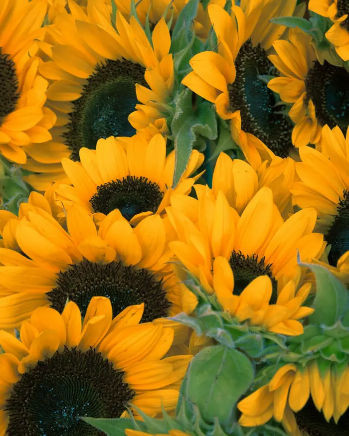 Girasoli appena tagliati