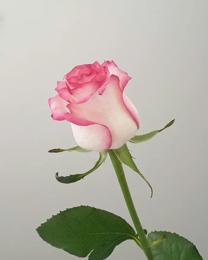 Una rosa rosa e bianca con lo stelo lungo