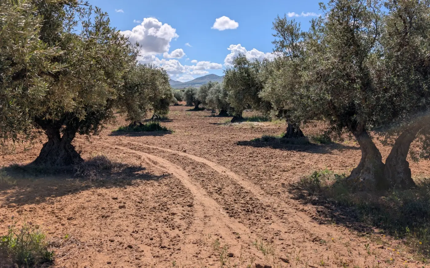 Uliveto secolare con un sentiero di terra rossa