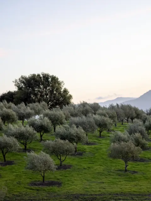 Filari di ulivi giovani ai piedi della collina
