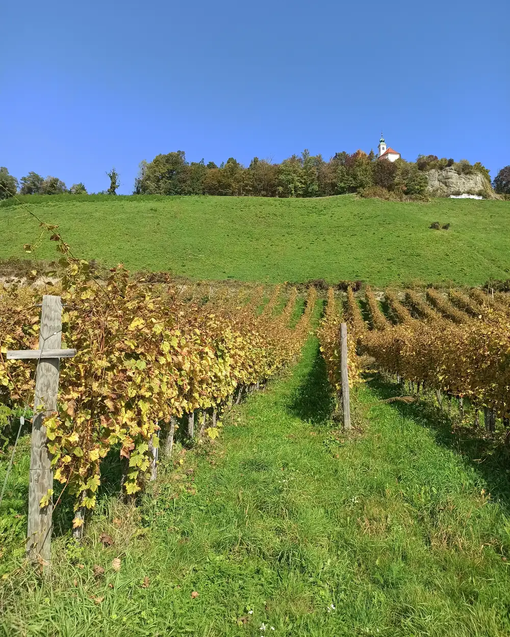 Filari di vigna in autunno che salgono verso la collina