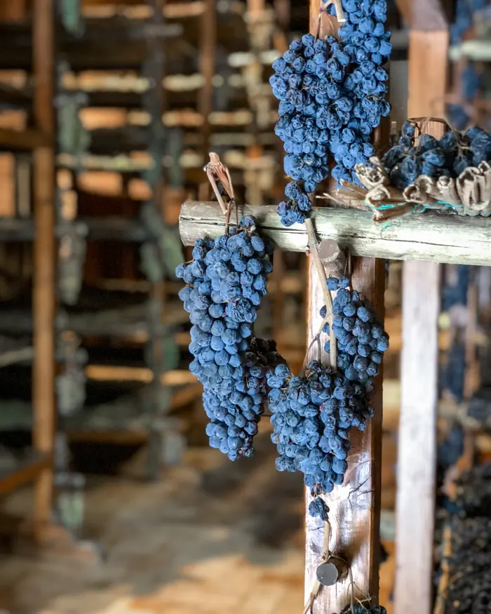 Grappoli appesi ad appassire per il vin santo