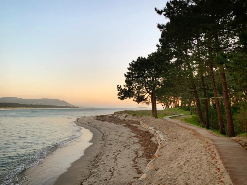 Spiaggia con la pineta che arriva fino alla sabbia al tramonto