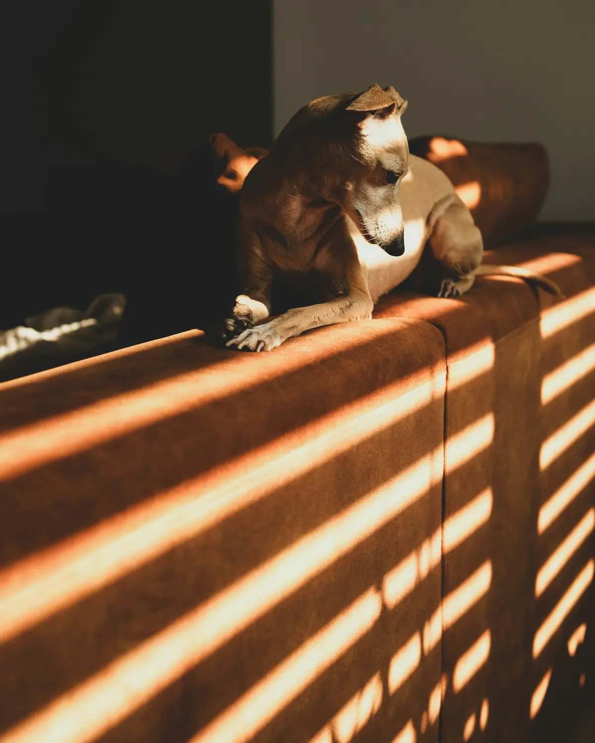 Un cane dorme sul divano nella luce del pomeriggio