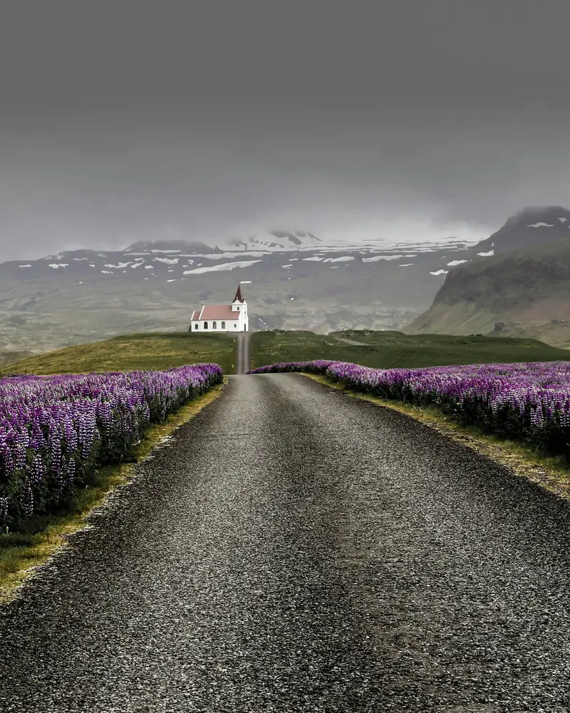 Una strada tra i lupini verso una chiesetta in Islanda