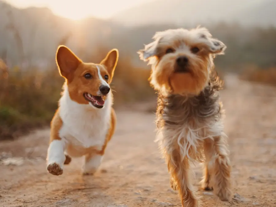 Due cani che corrono su un sentiero