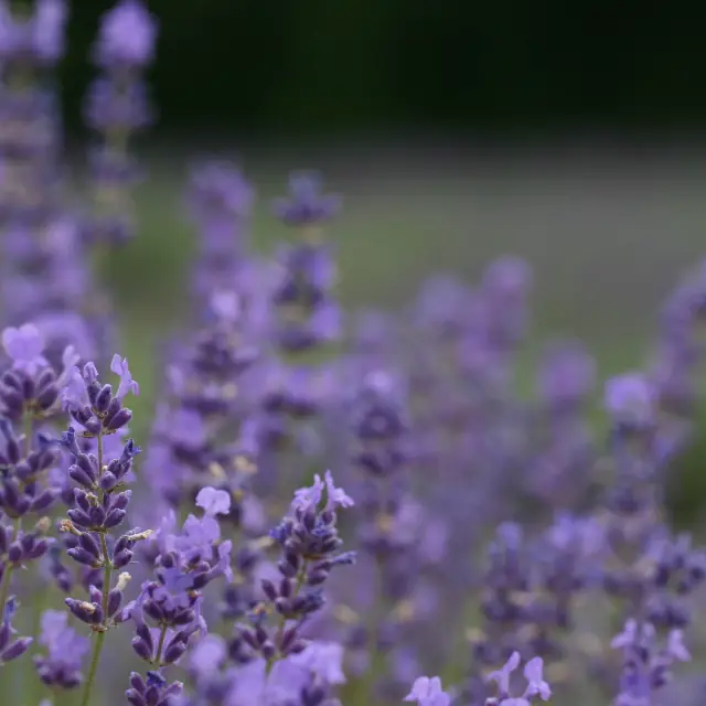 Campo di lavanda in fiore