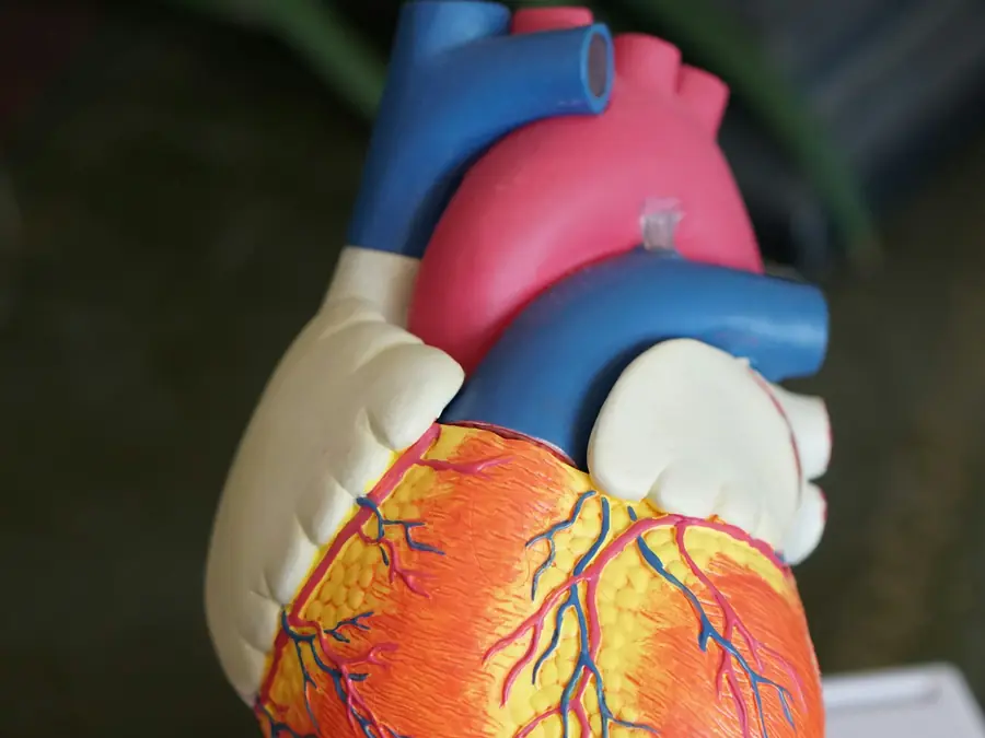 Modellino anatomico del cuore
