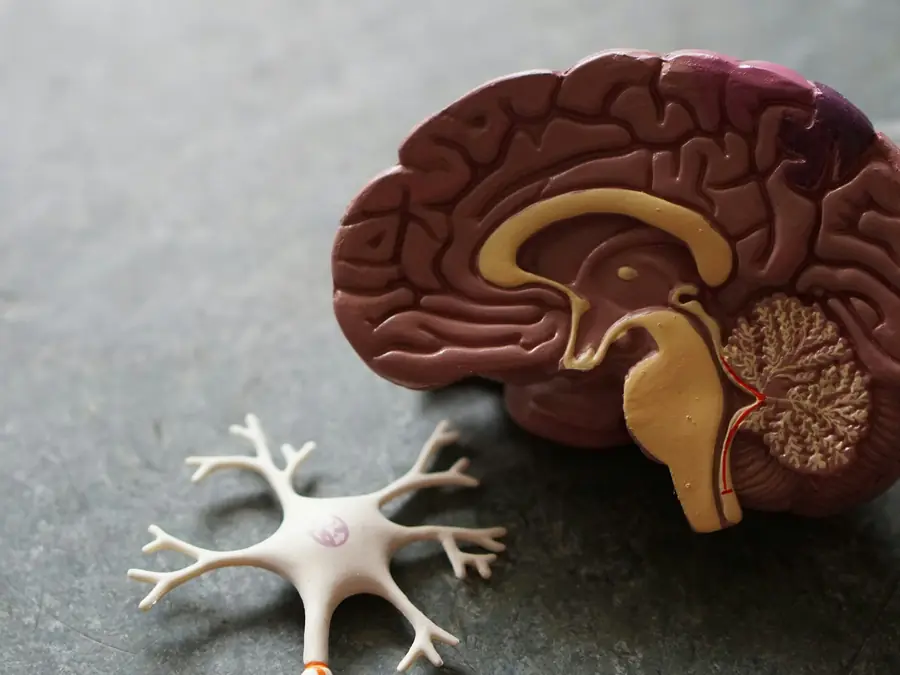 Modellino anatomico del cervello