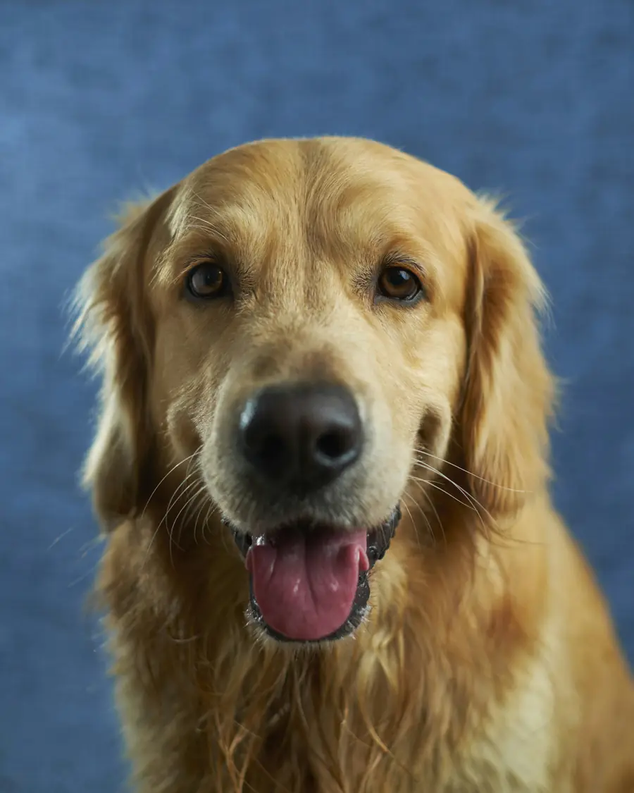 Golden retriever sorridente