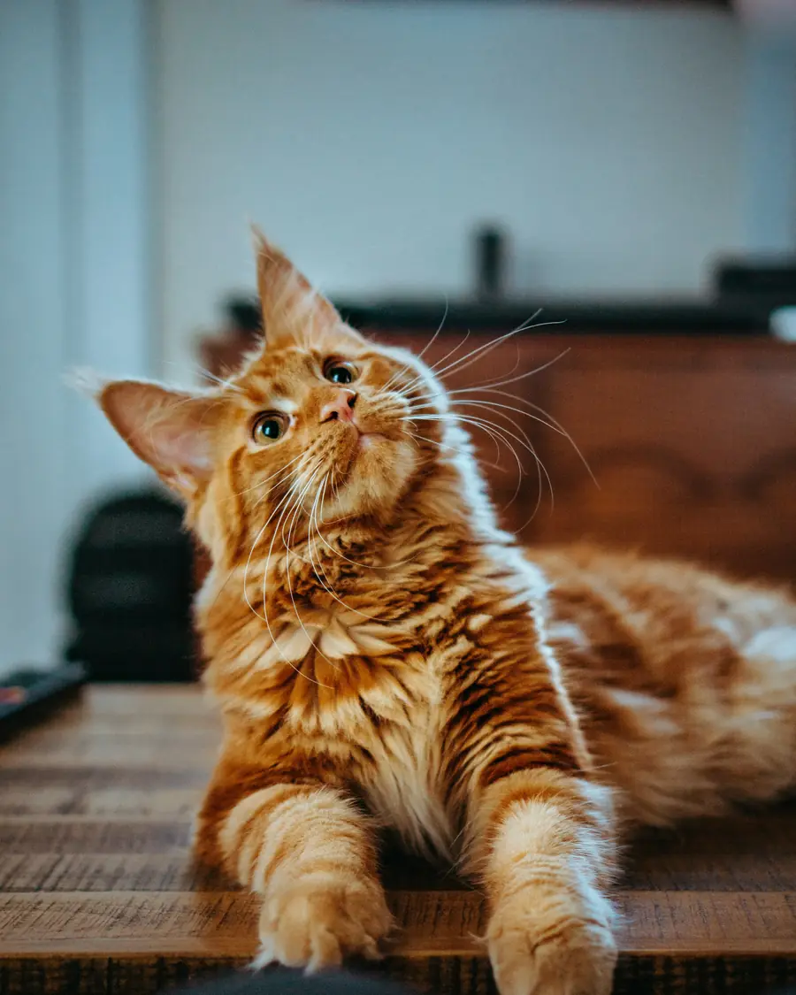 Gatto rosso a pelo lungo