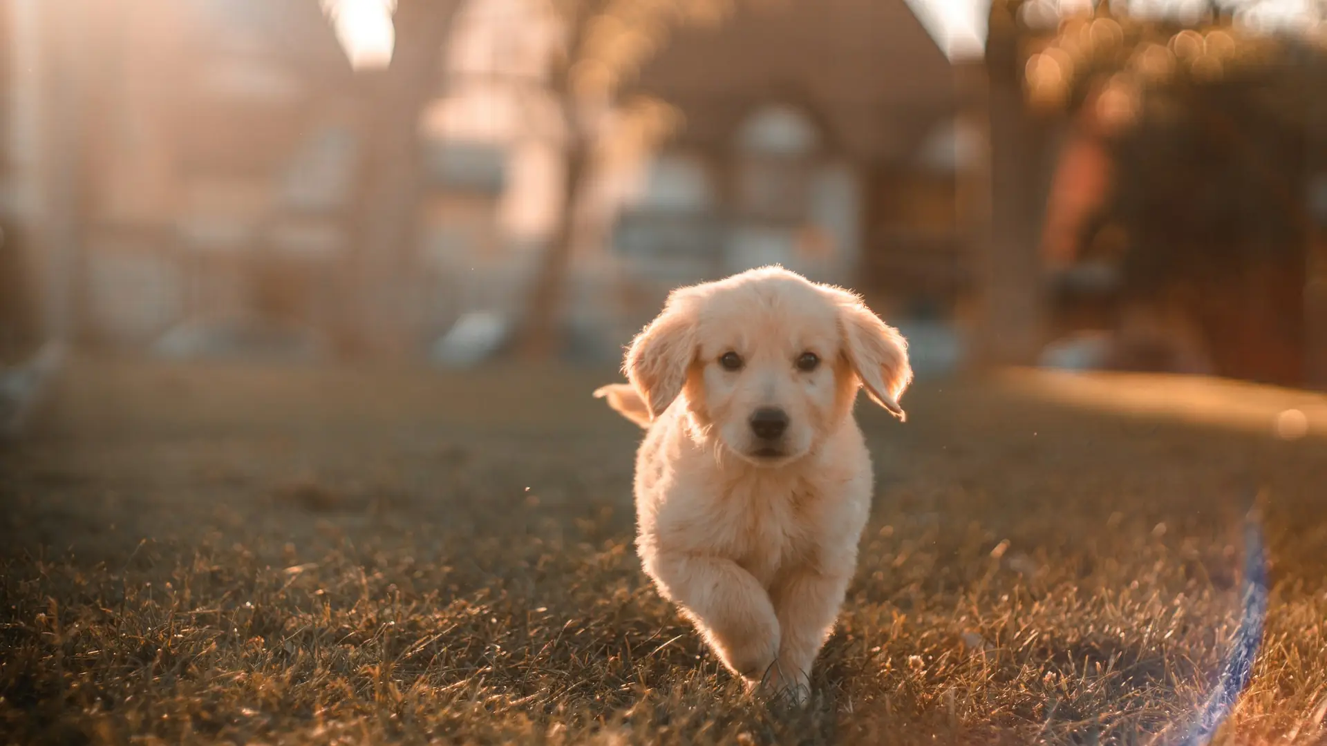 Cucciolo di golden retriever che corre sul prato al tramonto