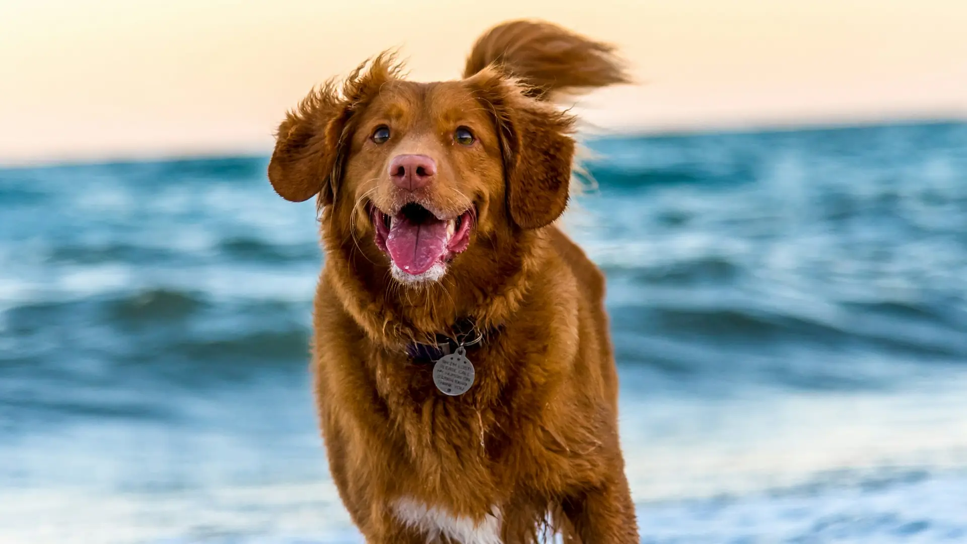 Cane che corre tra le onde del mare