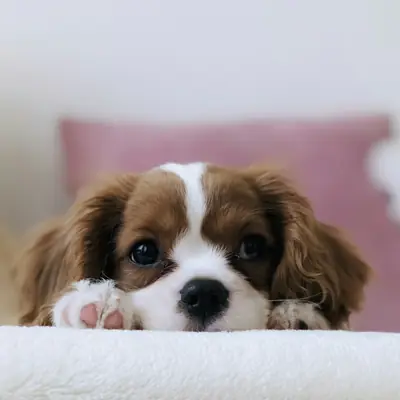Cucciolo di cavalier king su un cuscino