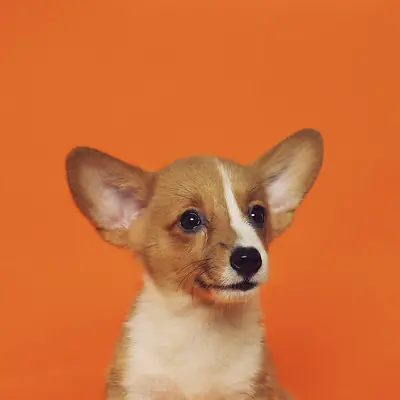 Cucciolo di corgi