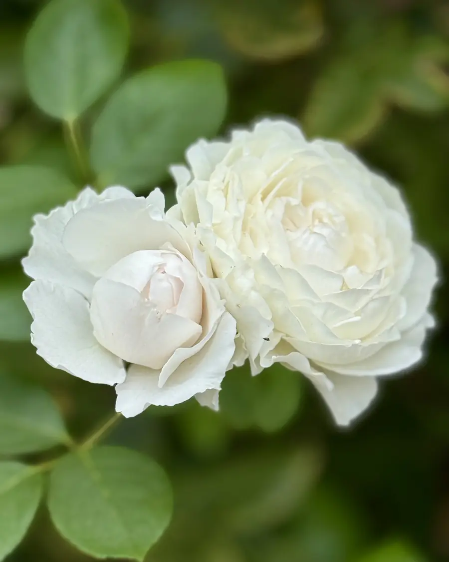 Rose bianche in giardino