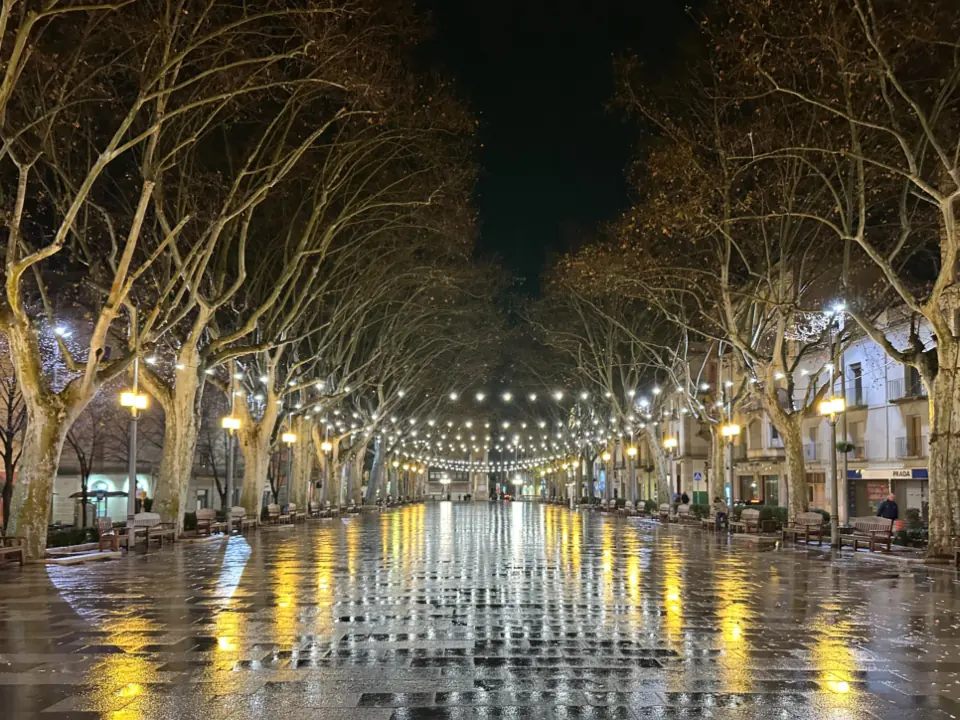 Viale alberato con le luci della festa di quartiere